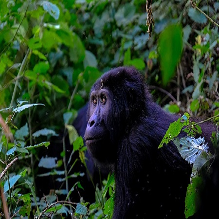 5day Rwanda Share Gorilla Vaccation Experience -Natural Tours, 5 days gorilla trekking tour covid,Best time to go gorilla trekking